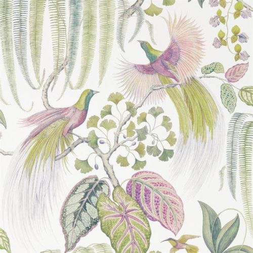 Bird of Paradise 216654